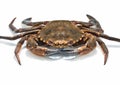 Swimming crabs Royalty Free Stock Photo