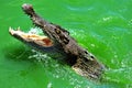 swimming crocodile