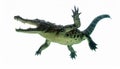 Swimming Crocodile from Below on White Background Royalty Free Stock Photo