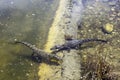 Swimming Cuban crocodile Crocodylus Rhombifer is a small species of crocodile endemic to Cuba - Peninsula de Zapata National Par Royalty Free Stock Photo