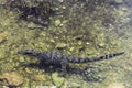 Swimming Cuban crocodile Crocodylus Rhombifer is a small species of crocodile endemic to Cuba - Peninsula de Zapata National Par Royalty Free Stock Photo