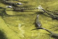 Swimming Cuban crocodile Crocodylus Rhombifer is a small species of crocodile endemic to Cuba - Peninsula de Zapata National Par Royalty Free Stock Photo