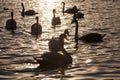 swimming at dawn of the sun group Swans