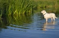 Swimming dog Royalty Free Stock Photo