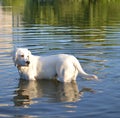 Swimming dog Royalty Free Stock Photo