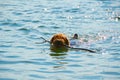 Swimming dog Royalty Free Stock Photo