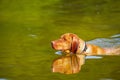 Swimming dog Royalty Free Stock Photo