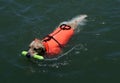 Swimming dog with life jacket Royalty Free Stock Photo