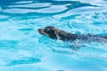 Swimming dog, ratter in the pool. Cute wet dog Royalty Free Stock Photo
