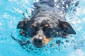 Swimming dog, ratter in the pool. Cute wet dog. Front view. Royalty Free Stock Photo