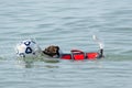 Swimming dog rescues a ball