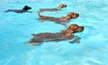 Swimming dogs Royalty Free Stock Photo