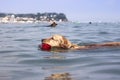 Swimming dogs Royalty Free Stock Photo