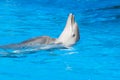 Swimming dolphin Royalty Free Stock Photo