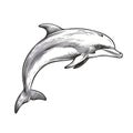 Hand-drawn Silver Dolphin Stamp On White Background