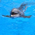 Swimming dolphin