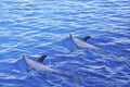 Swimming dolphins Royalty Free Stock Photo