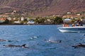 Swimming with dolphins Royalty Free Stock Photo