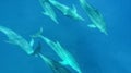 Swimming with dolphins in Le Morne Mauritius Royalty Free Stock Photo