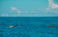 Swimming with dolphins in Le Morne Mauritius Royalty Free Stock Photo