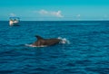 Swimming with dolphins in Le Morne Mauritius Royalty Free Stock Photo