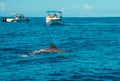 Swimming with dolphins in Le Morne Mauritius Royalty Free Stock Photo