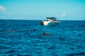 Swimming with dolphins in Le Morne Mauritius Royalty Free Stock Photo