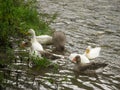 Swimming of domestic geese and ducks in river water Royalty Free Stock Photo