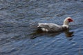 Swimming duck in beautiful color Royalty Free Stock Photo