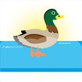 Swimming duck on blue river