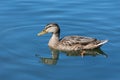 Swimming duck