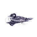 Swimming duck closeup with reflection on water. Hand drawn sketch with ballpoint pen on paper texture. Isolated on white. Bitmap Royalty Free Stock Photo