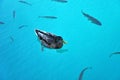 Swimming duck and fishes in Plitvice lake Royalty Free Stock Photo