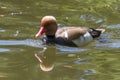 Swimming duck in a ittle pond or lake Royalty Free Stock Photo