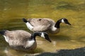 Swimming duck in a ittle pond or lake Royalty Free Stock Photo