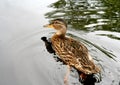 Swimming duck