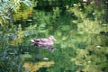 Swimming duck with reflection in the water in the autumn lake Royalty Free Stock Photo