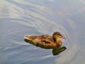 Swimming duck in a river Royalty Free Stock Photo