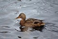 Swimming Duck on River Royalty Free Stock Photo