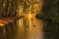 Swimming ducks in the morning sun in the Bergerbos in the Netherlands, surrounded by autumn colors. Royalty Free Stock Photo