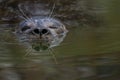 Swimming earless seal