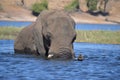 Swimming elephant