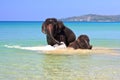 Swimming elephants