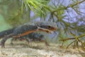 Swimming Female Alpine Newt Royalty Free Stock Photo