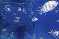 Swimming fish underwater in coral reefs in the blue sea