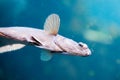 Swimming flatfish Royalty Free Stock Photo