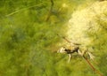 Swimming Frog Royalty Free Stock Photo