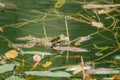 Swimming frog in a fresh water pond