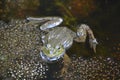 Swimming Frog In Pond