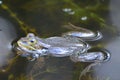 Swimming Frog In Pond Royalty Free Stock Photo